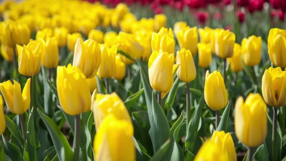 Yellow Tulips alt