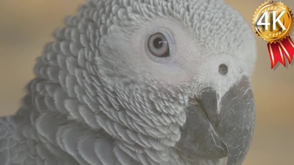 Close Front View of an African Grey Parrot's Head alt