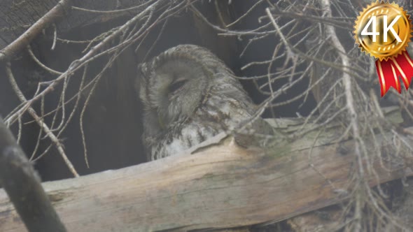 Owl Sits in the Nest Deeply in Tree Branches