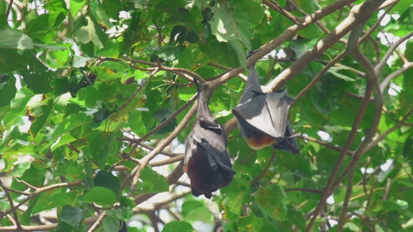 Flying Fox Hangs On a Tree Branch And Washes alt