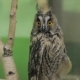 Owl Looking Around - VideoHive Item for Sale