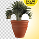 Money Plant - VideoHive Item for Sale
