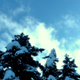 Snowy Firs and Clouds - VideoHive Item for Sale