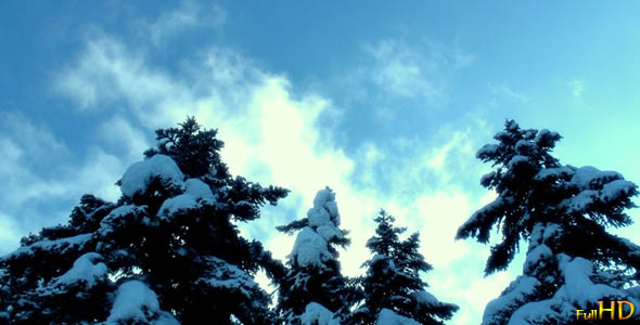Snowy Firs and Clouds