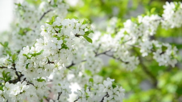 The Branches Of Spring Cherry Blossoms