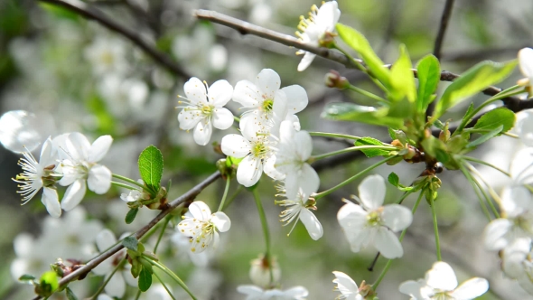 Spring Cherry Blossoms 