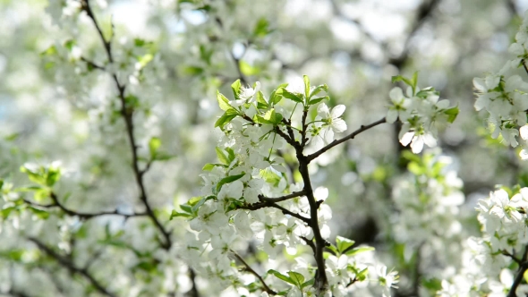 The Branches Of Spring Cherry Blossoms