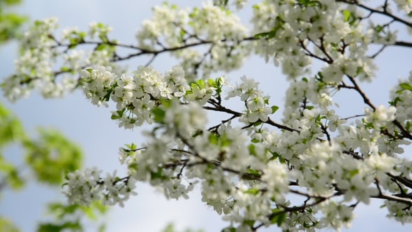 The Branches Of Cherry Blossoms Against The Sky