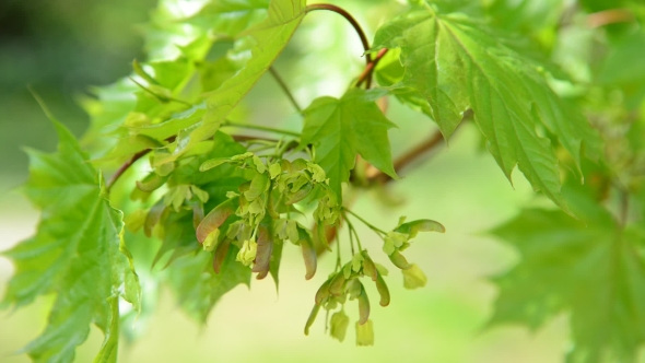 Young Maple Leaves In Spring