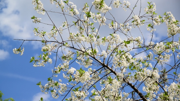  Branches Of Cherry Blossoms Against The Sky