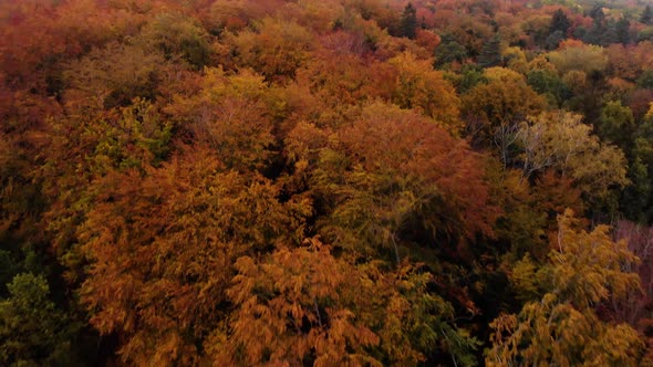 Autumn forrest park trees fly over by drone  alt