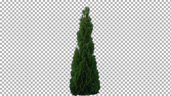 Real Coniferous Plant Isolated 8 alt