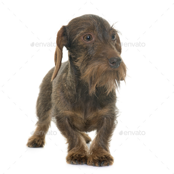 wire haired dachshund