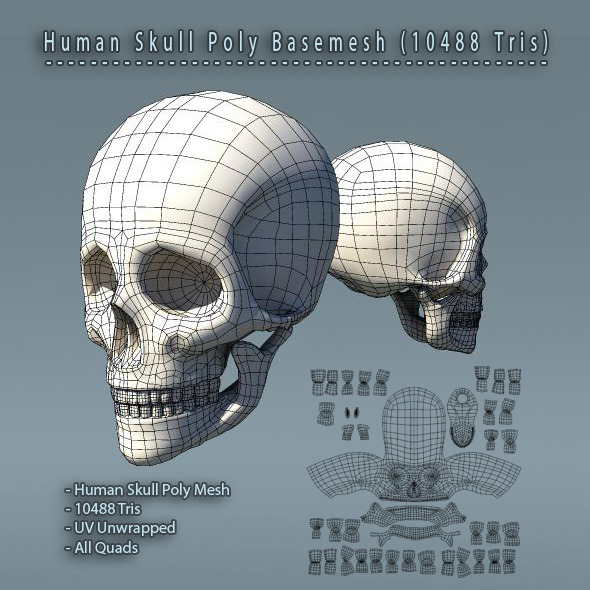 Human Skull Polygon - 3Docean 1611820