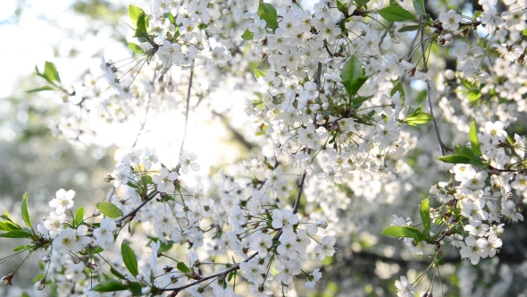 Cherry Orchard Abundantly Blooming In Spring