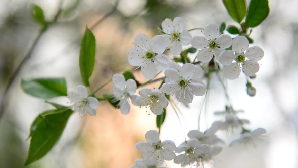 Cherry Branch In Abundant Flowering, 