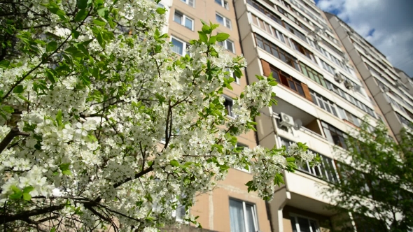 Cherry Blossoms Against a Background Of Multi-storey  House