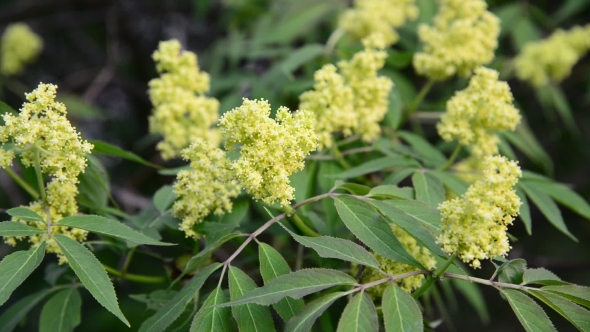 Flowering Red Elderberry Outside In Early Spring