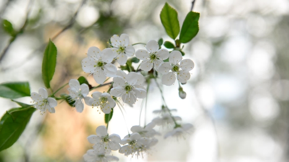 Cherry Branch In Abundant Flowering, 