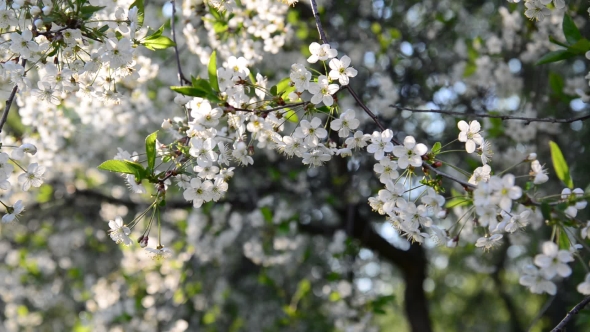 Cherry Orchard Abundantly Blooming In Spring