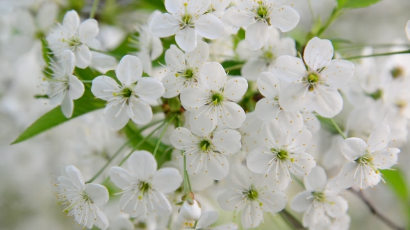 Cherry Tree Branch With White Flowers