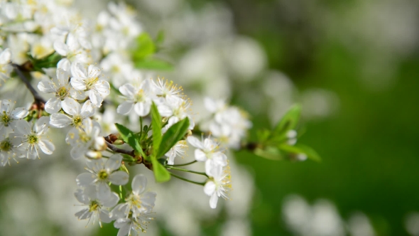 Cherry Branch In Abundant Flowering, 