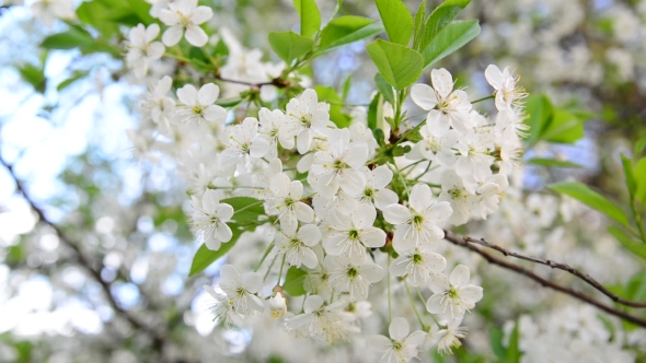 Cherry Tree Branch With White Flowers