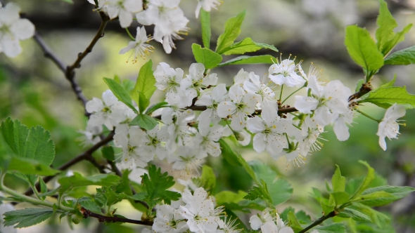 Large Flowers On Plum Tree In Spring