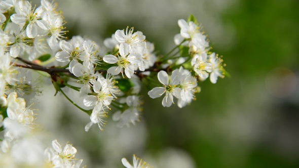 Cherry Branch In Abundant Flowering, 