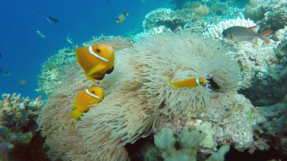 Clownfish at Coral Reef
