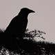 Crow Silhoutte - VideoHive Item for Sale
