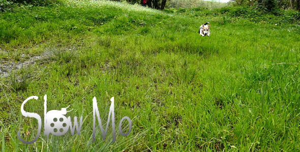 Dog in the Park 11 alt