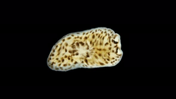 The Flatworm Baicalobia Sp. Under the Microscope, Family Dendrocoelidae, Endemic alt