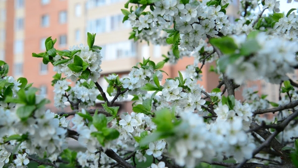 Plum Blossoms Against a Background Of  House