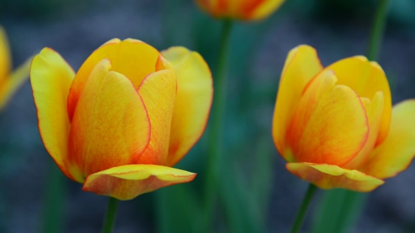 Several Beautiful Yellow Tulips 