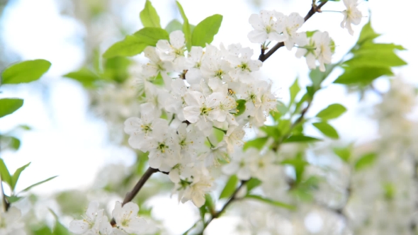 Large Flowers On Plum Tree In Spring