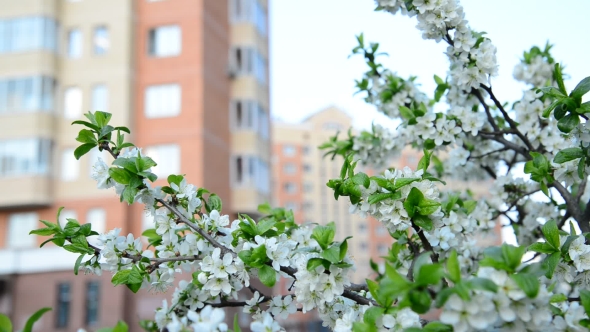 Plum Blossoms Against a Background Of  House