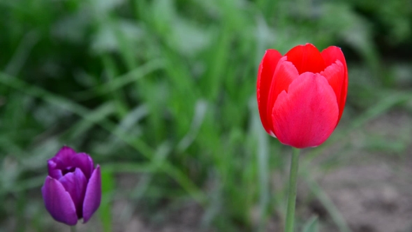 Red And Purple Tulips In Breeze