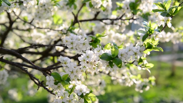 Flowering Plum Trees In  Park At  Spring