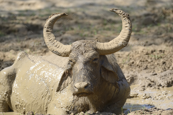 Water buffalo are bathing in a lake - Stock Photo - Images