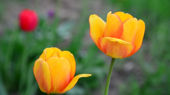 Several Beautiful Yellow Tulips 
