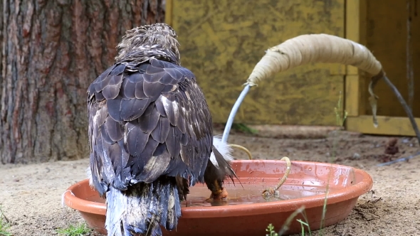 White-tailed Eagle Splashing In The Water. alt