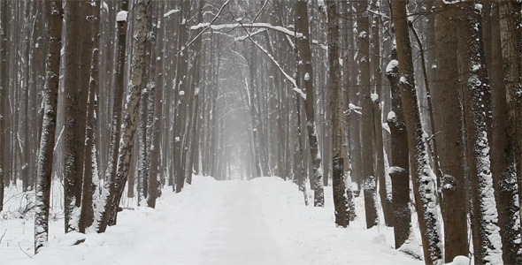 Road In Winter Forest