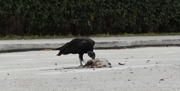 Vulture Eating Roadkill 1