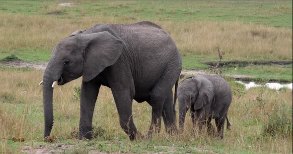African Elephant, loxodonta africana, Calves, Masai Mara Park in Kenya, Real Time 4K alt