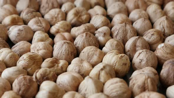 Lot of Corylus avellana cob fruit close-up  4K 2160p 30fps UltraHD tilting footage - Slow tilt healt alt