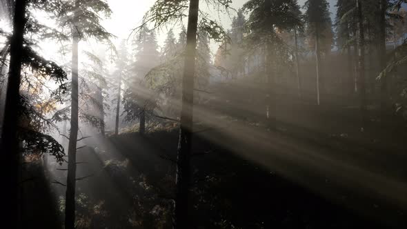 Calm Moody Forest in Misty Fog in the Morning alt