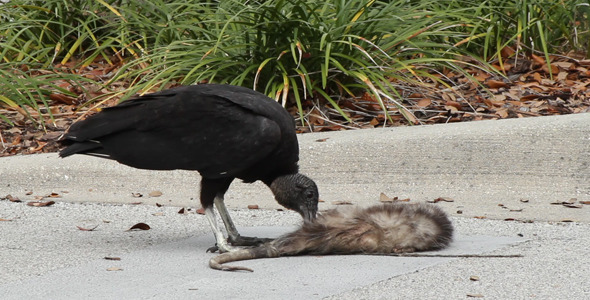 Vulture Eating Roadkill 2