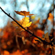 Autumn Foliage - VideoHive Item for Sale