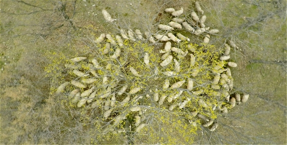 Flock of Sheep Filmed with Drone 4 alt